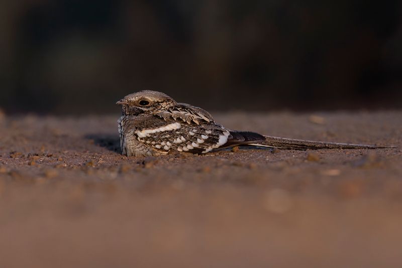 Long-tailed Nightjar - Caprimulgus climacurus