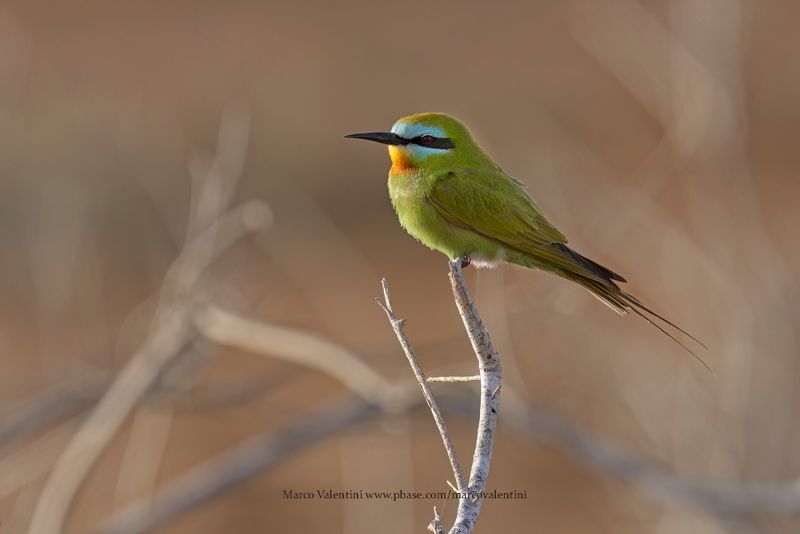 Blue-cheeked Bee-eater - Merops persicus