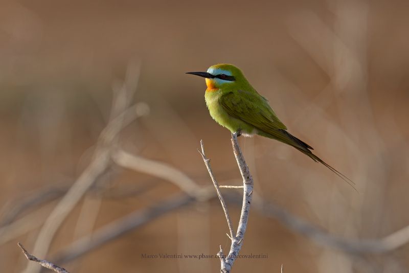 Blue-cheeked Bee-eater - Merops persicus