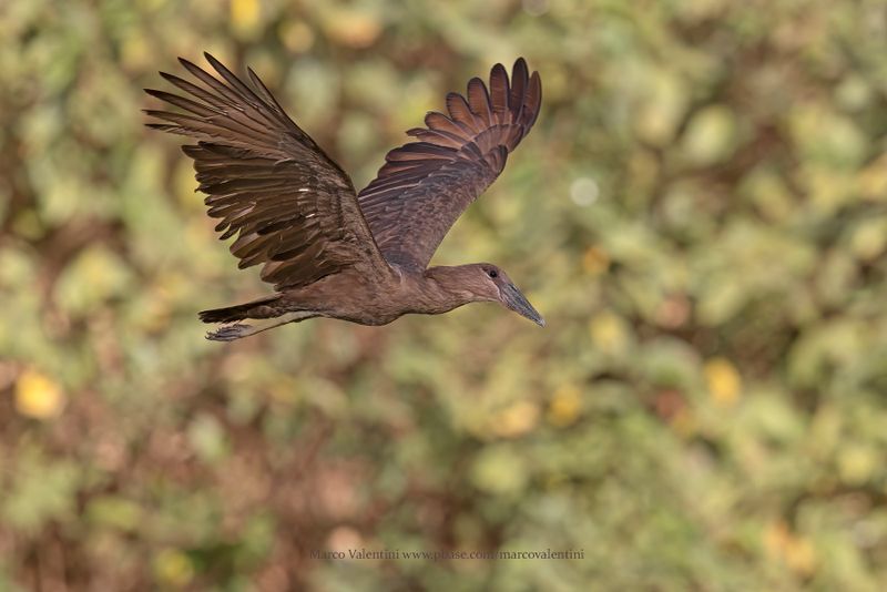 Hamerkop - Scopus umbretta