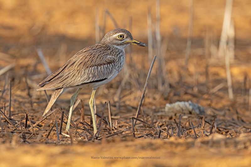 Senegal Thick-knee - Burhinus senegalensis