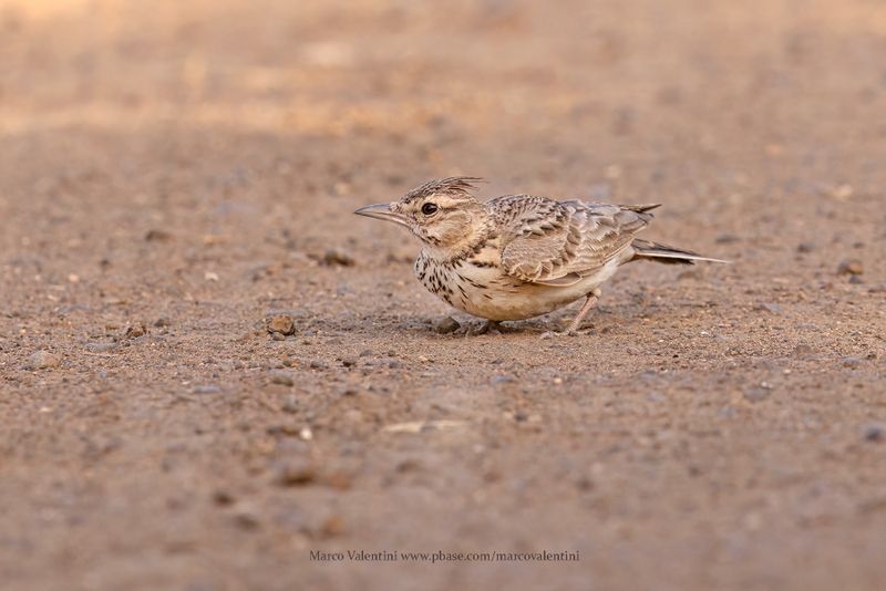 Crested lark - Galerida cristata