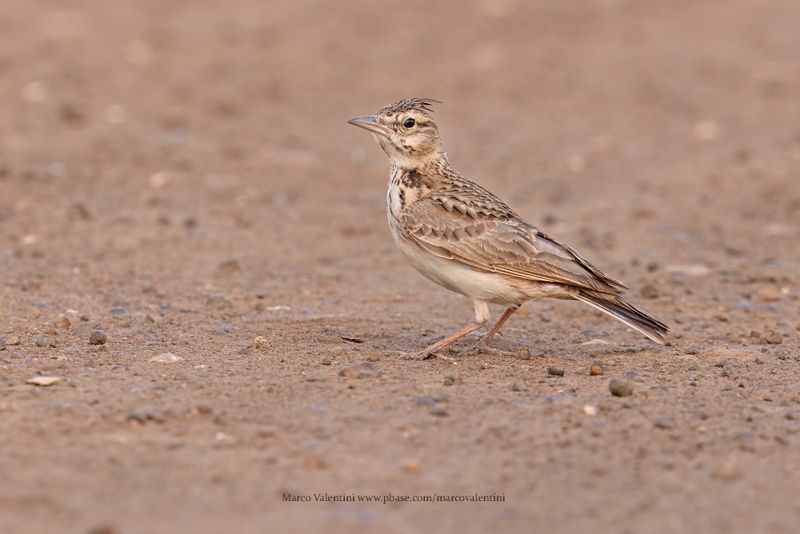 Crested lark - Galerida cristata