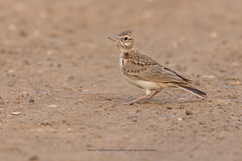 Crested lark - Galerida cristata