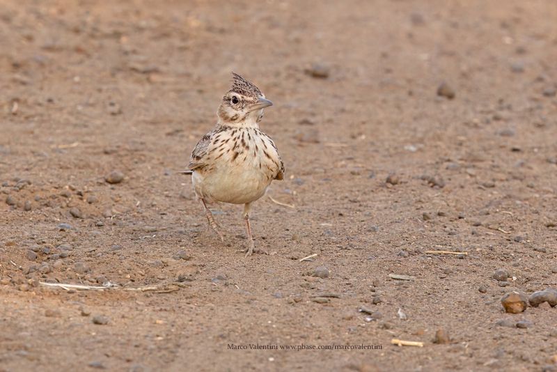 Crested lark - Galerida cristata