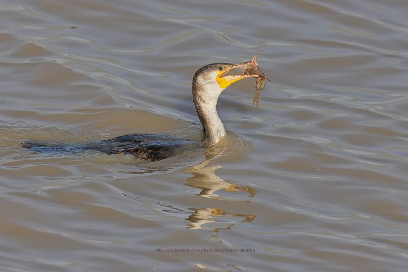 White-breasted Cormorant - Phalacrocorax lucidus