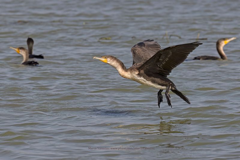 White-breasted Cormorant - Phalacrocorax lucidus