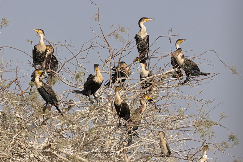 White-breasted Cormorant - Phalacrocorax lucidus
