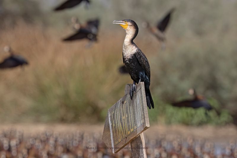 White-breasted Cormorant - Phalacrocorax lucidus