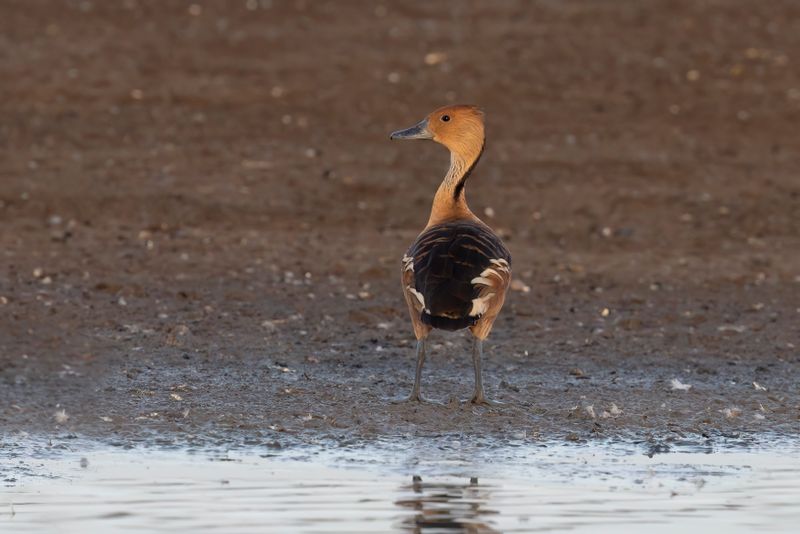 Fulvous Whistling-duck - Dendrocygna fulva