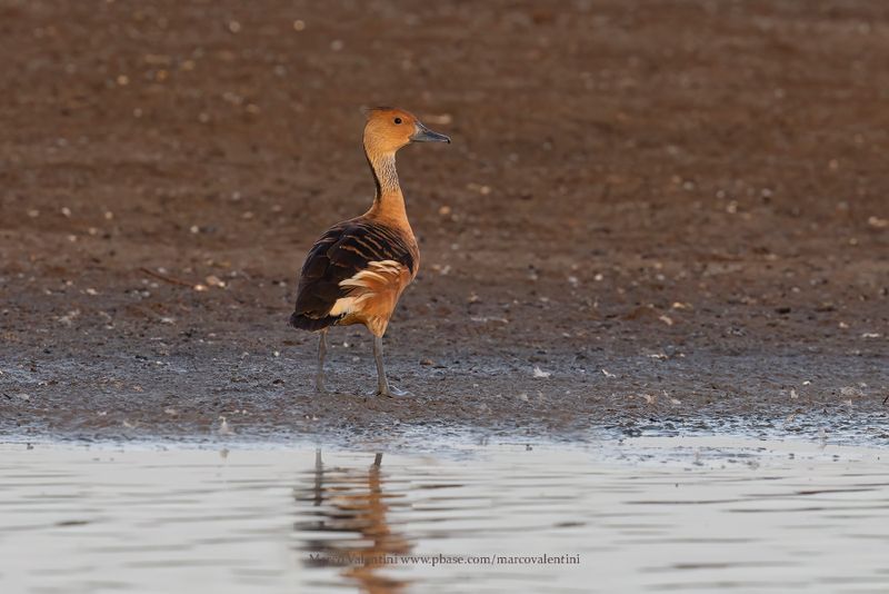 Fulvous Whistling-duck - Dendrocygna fulva