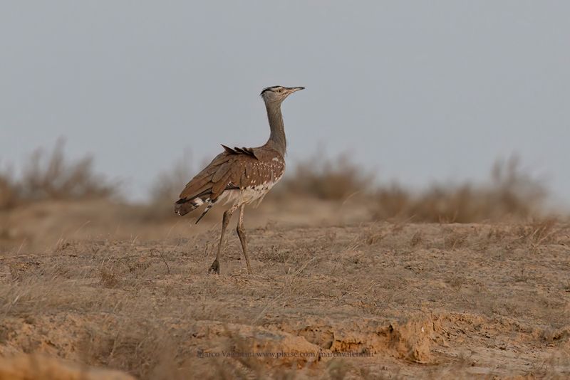 Arabian bustard - Ardeotis arabs