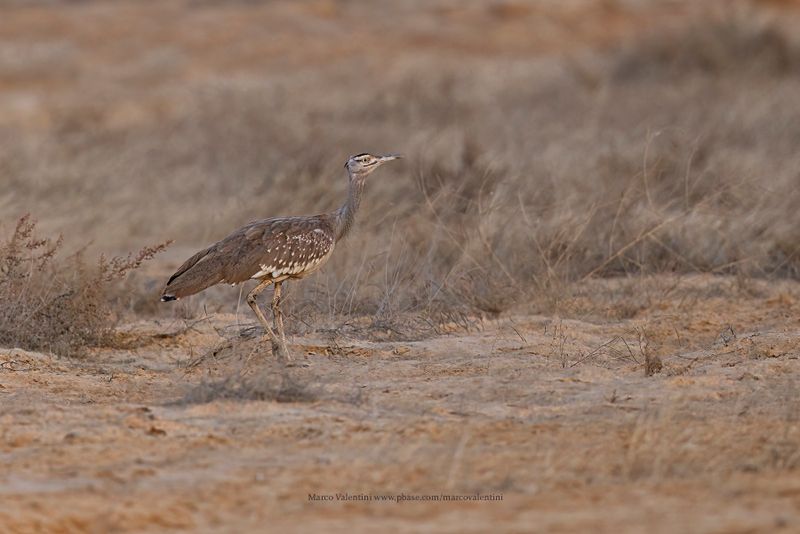 Arabian bustard - Ardeotis arabs