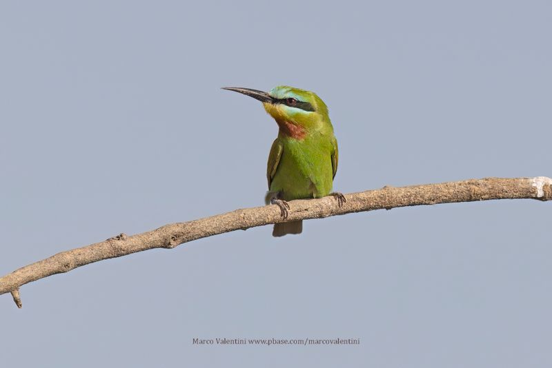 Blue-cheeked Bee-eater - Merops persicus