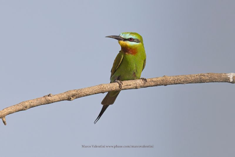 Blue-cheeked Bee-eater - Merops persicus