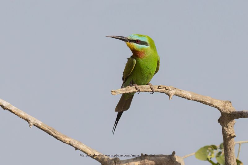 Blue-cheeked Bee-eater - Merops persicus