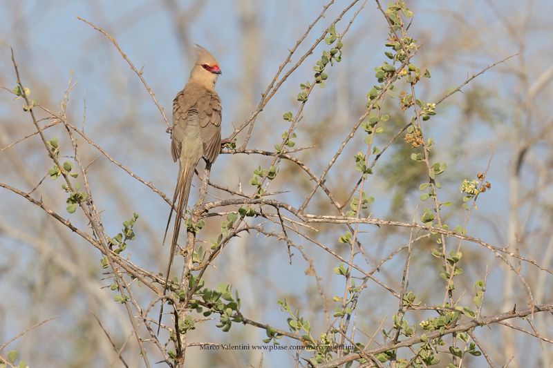 Blue-naped Mousebird - Urocolius macrourus
