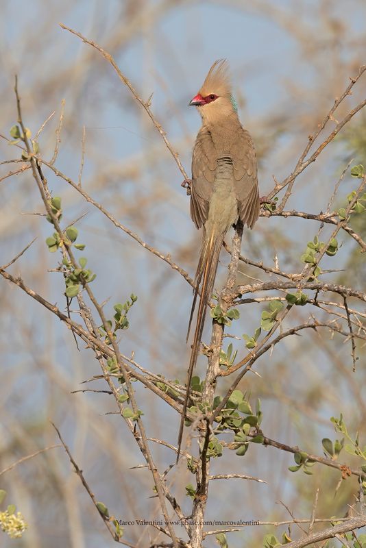 Blue-naped Mousebird - Urocolius macrourus