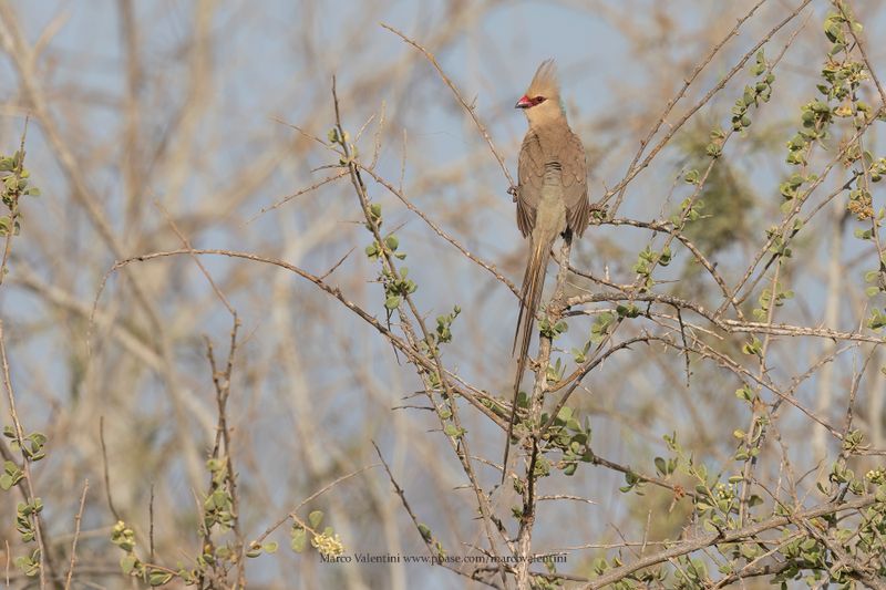 Blue-naped Mousebird - Urocolius macrourus