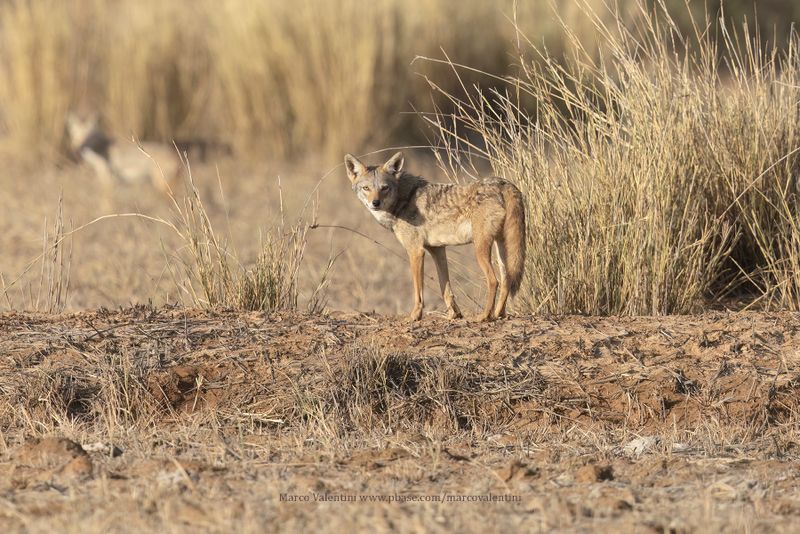 African Wolf - Canis lupaster