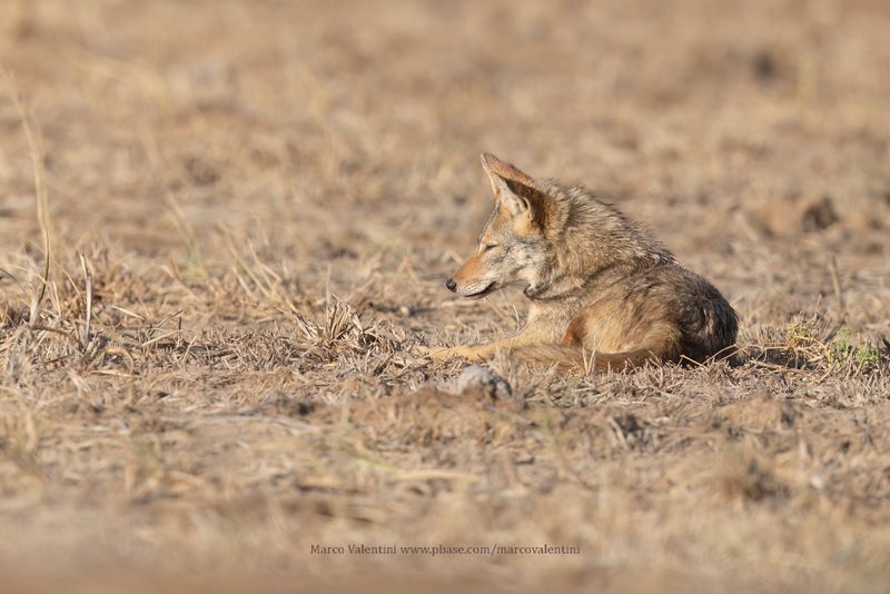 African Wolf - Canis lupaster