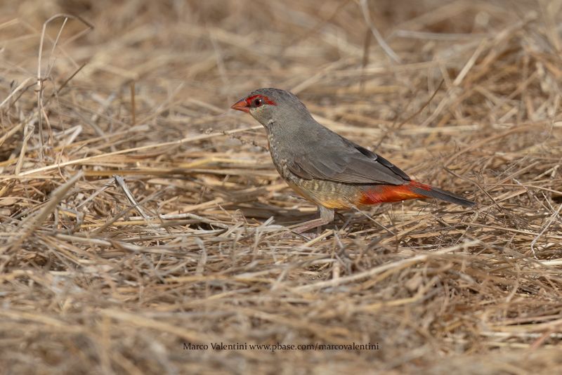 Zebra Waxbill - Amandava subflava