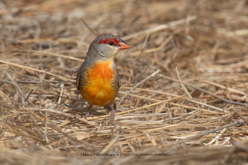 Zebra Waxbill - Amandava subflava