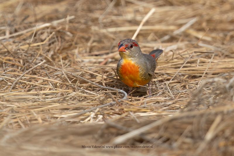 Zebra Waxbill - Amandava subflava
