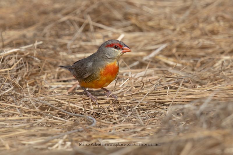 Zebra Waxbill - Amandava subflava
