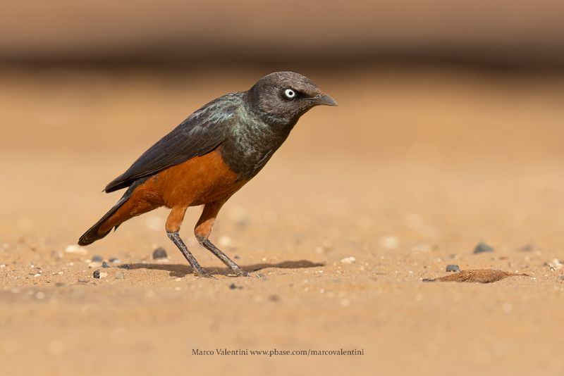 Chestnut-bellied Starling - Lamprotornis pulcher