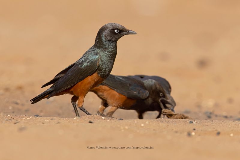 Chestnut-bellied Starling - Lamprotornis pulcher