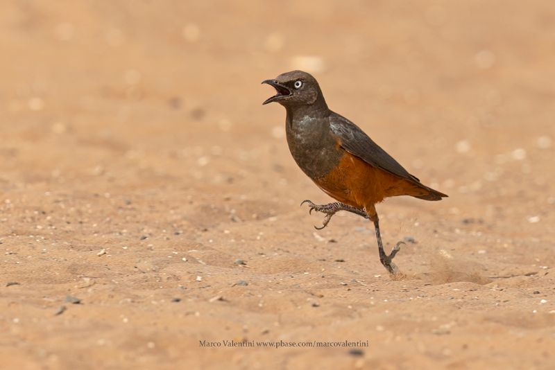 Chestnut-bellied Starling - Lamprotornis pulcher