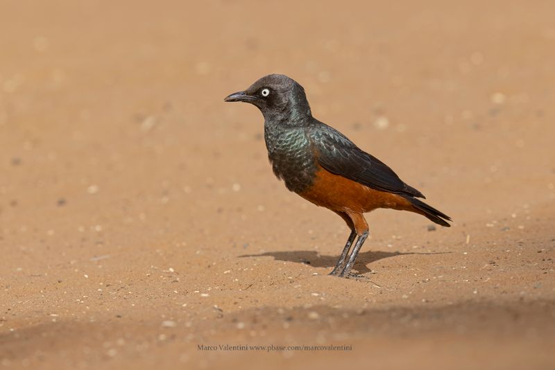 Chestnut-bellied Starling - Lamprotornis pulcher