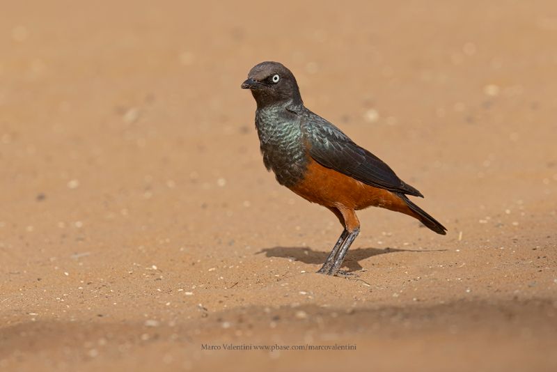 Chestnut-bellied Starling - Lamprotornis pulcher