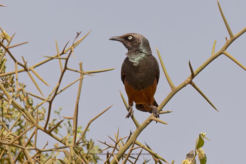 Chestnut-bellied Starling - Lamprotornis pulcher
