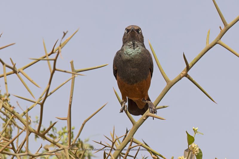 Chestnut-bellied Starling - Lamprotornis pulcher