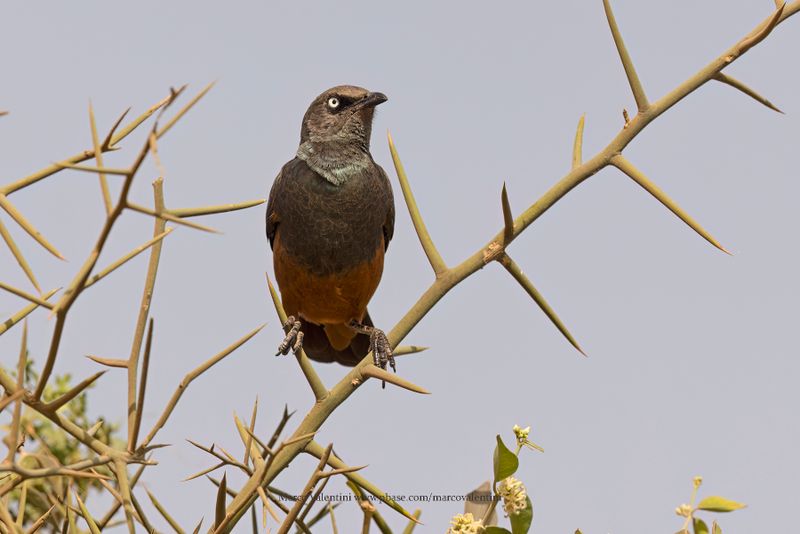 Chestnut-bellied Starling - Lamprotornis pulcher