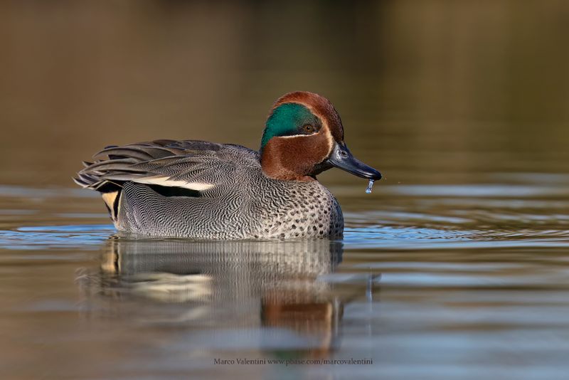 Common teal - Anas crecca
