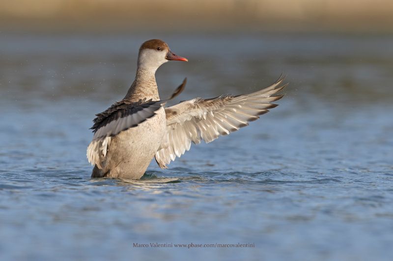 Red-crested Pochard - Netta rufina