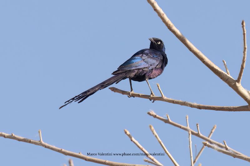 Long-tailed Glossy Starling - Lamprotornis caudatus