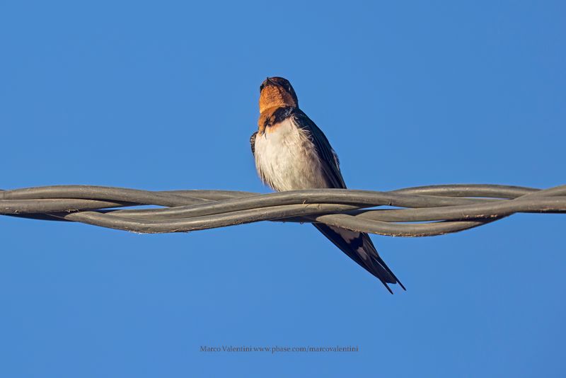 Red-chested Swallow - Hirundo lucida