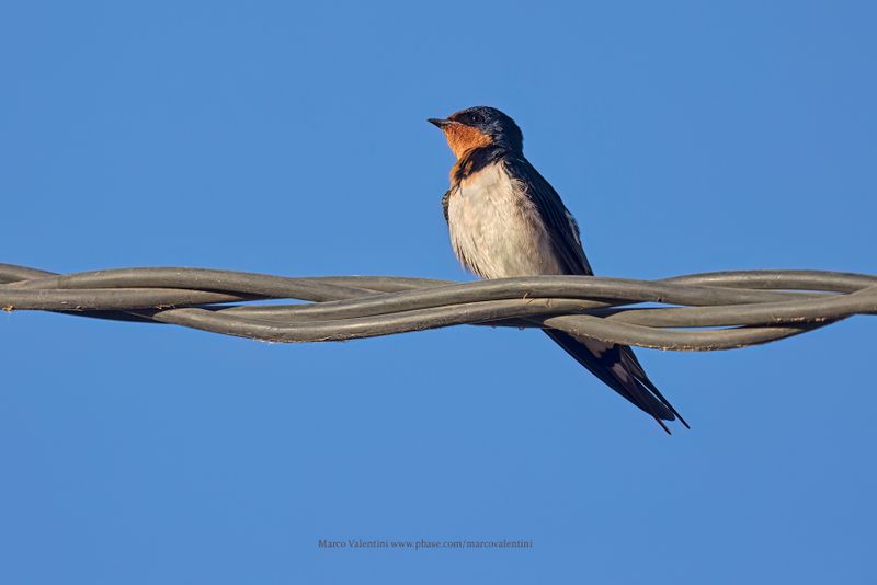 Red-chested Swallow - Hirundo lucida