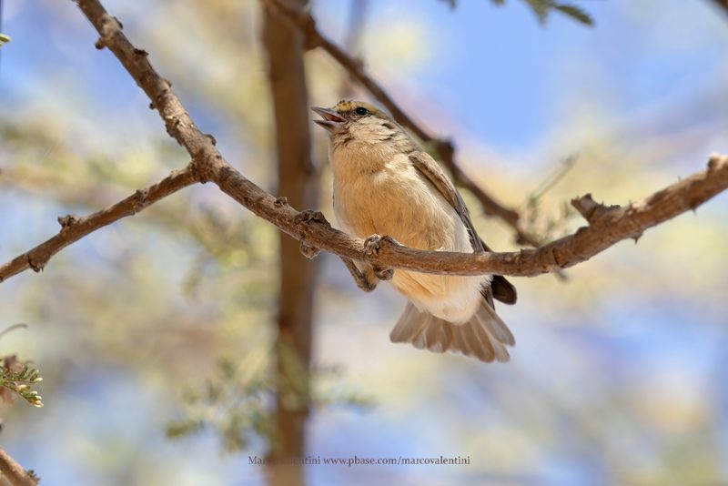 Sennar Penduline-Tit - Anthoscopus punctifrons
