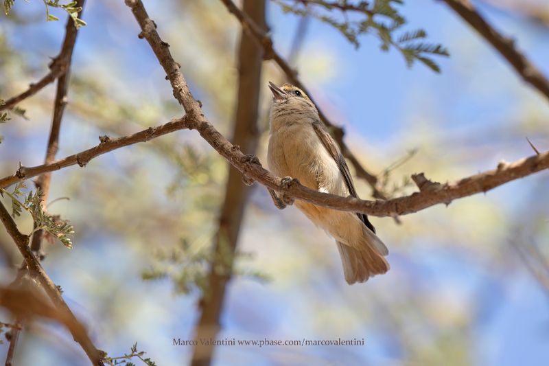 Sennar Penduline-Tit - Anthoscopus punctifrons