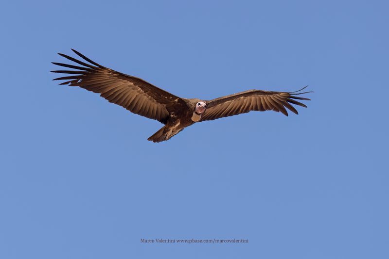 Hooded Vulture - Necrosyrtes monachus