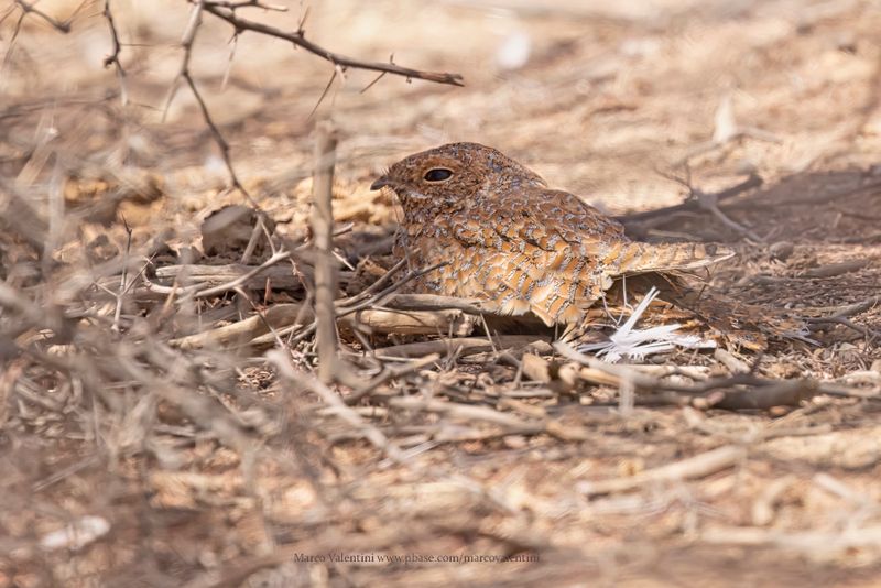 Golden Nightjar - Caprimulgus eximius