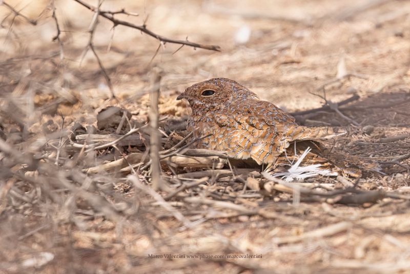 Golden Nightjar - Caprimulgus eximius