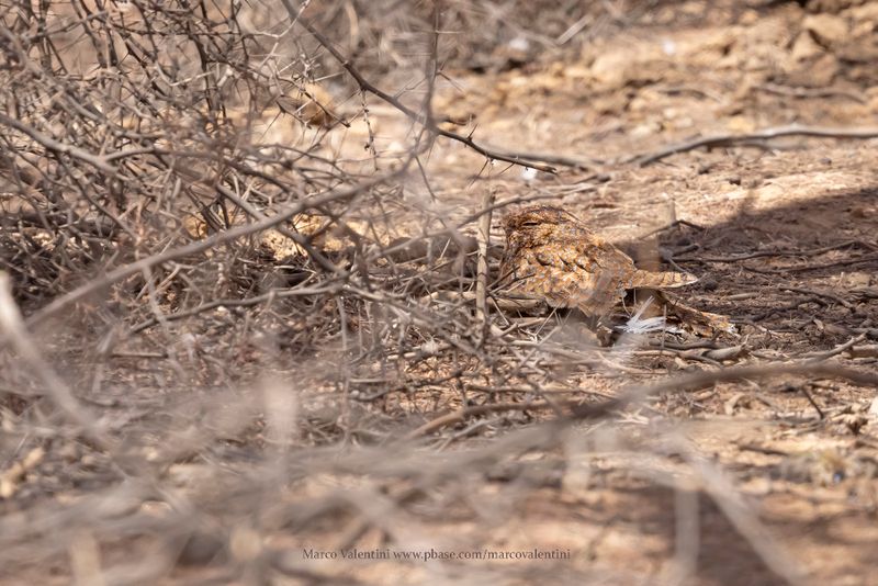 Golden Nightjar - Caprimulgus eximius