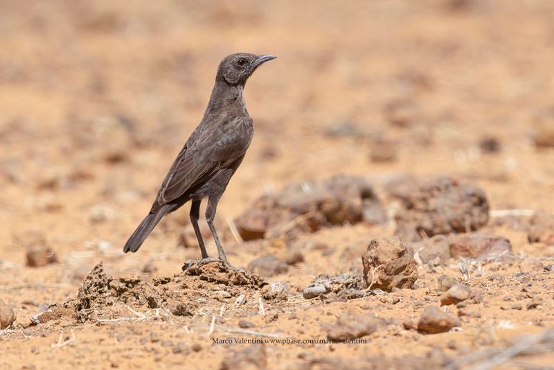 Northern Anteater-Chat - Myrmecocichla aethiops