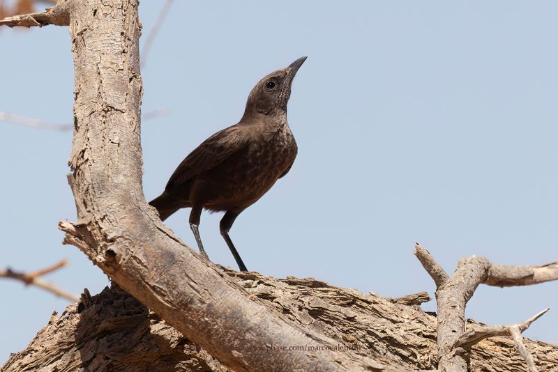 Northern Anteater-Chat - Myrmecocichla aethiops
